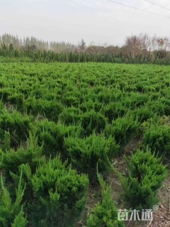 冠幅60厘米龙柏球