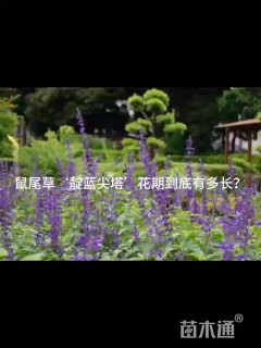 高度30厘米鼠尾草