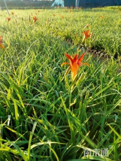 高度15厘米大花萱草