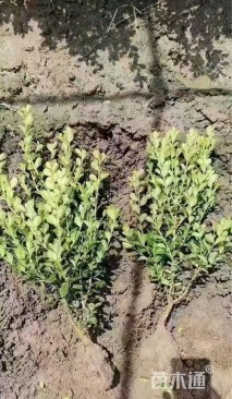 高度45厘米小叶黄杨