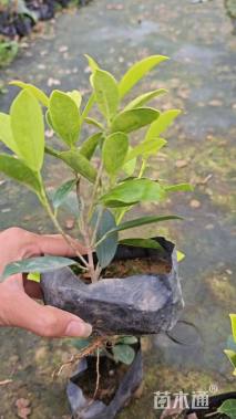 高度15厘米黄金榕