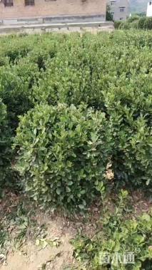 高度80厘米黄杨