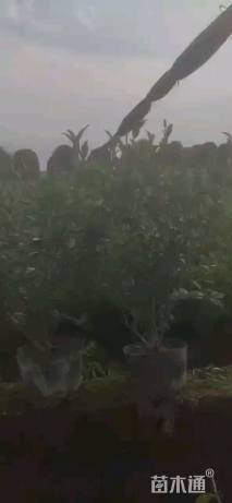 高度21厘米茶梅