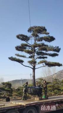 20公分造型松
