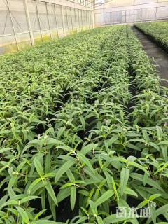 高度25厘米墨西哥鼠尾草