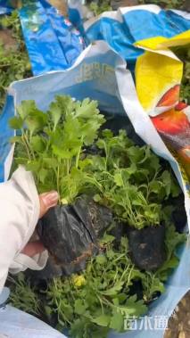 高度20厘米地被菊