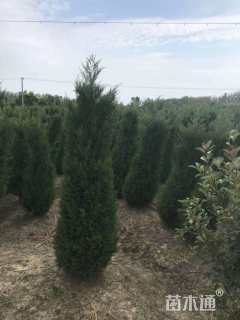 高度150厘米蜀桧