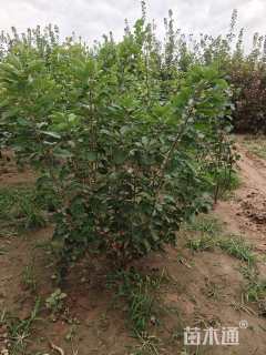 高度150厘米黄栌小苗