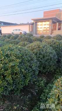 冠幅150厘米海桐球