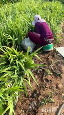 高度50厘米鸢尾