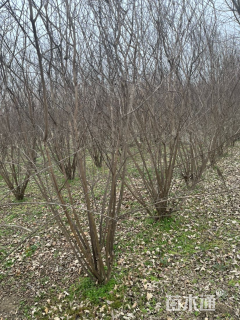 高度310厘米丛生紫薇