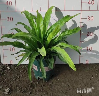 高度30厘米鸟巢蕨