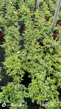 高度20厘米月季