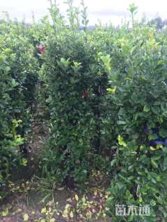 高度180厘米大叶黄杨柱