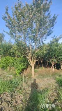 高度250厘米速生紫薇