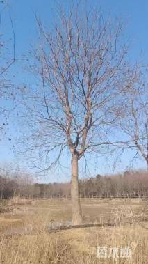 15公分日本晚樱