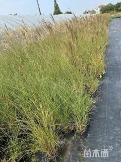 高度80厘米细叶芒