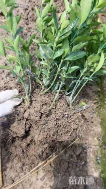 高度40厘米大叶黄杨