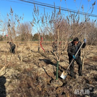 高度400厘米穗花牡荆