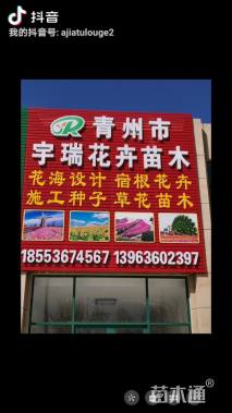 30厘米常春藤