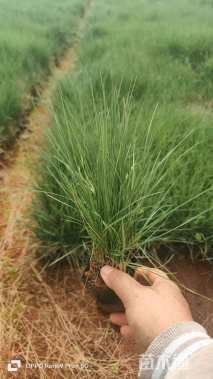 高度20厘米粉黛乱子草