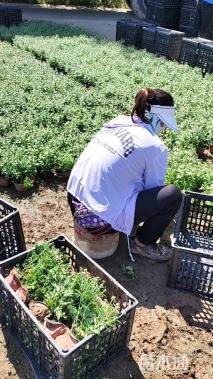 高度23厘米国庆菊