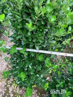 高度150厘米大叶黄杨