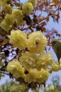 7公分须磨浦普贤象樱