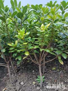 高度60厘米海桐