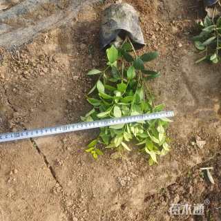 高度30厘米金森女贞