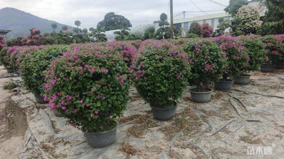 冠幅100厘米三角梅球