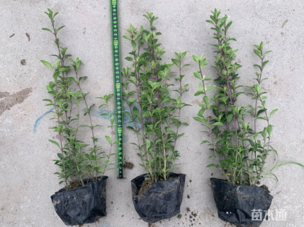 高度30厘米六月雪