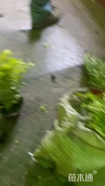 高度30厘米雪茄花