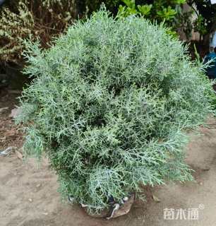 高度30厘米蓝冰柏