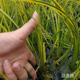 高度10厘米菖蒲