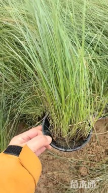 高度20厘米粉黛乱子草