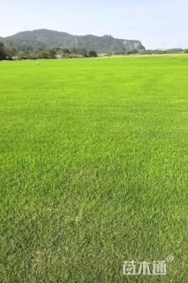 草卷状百慕大草