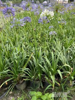 高度30厘米百子莲