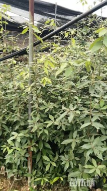 高度70厘米赤皮青冈