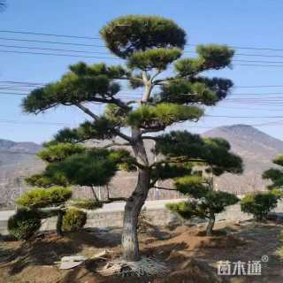 25公分造型黑松