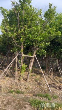 40公分(5杆)丛生香泡