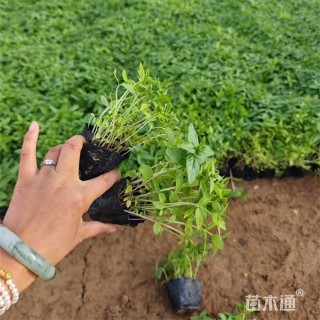 高度10厘米千屈菜