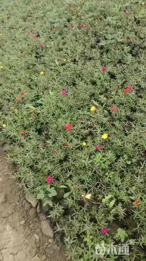 高度5厘米太阳花