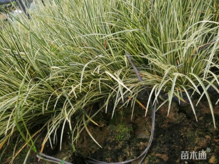 高度20厘米金叶苔草
