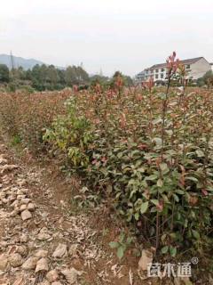 高度80厘米红叶石楠小苗