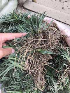 高度10厘米麦冬