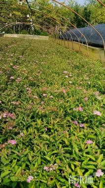 高度15厘米绣线菊