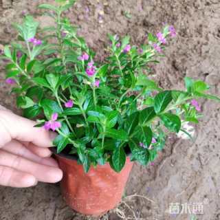 高度20厘米满天星