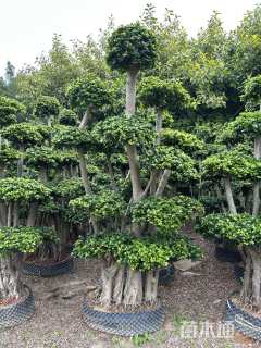 高度250厘米金钱榕