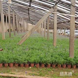 高度30厘米薰衣草